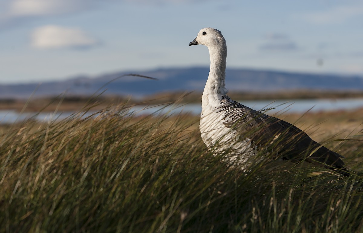 Upland Goose - Dominic Garcia-Hall