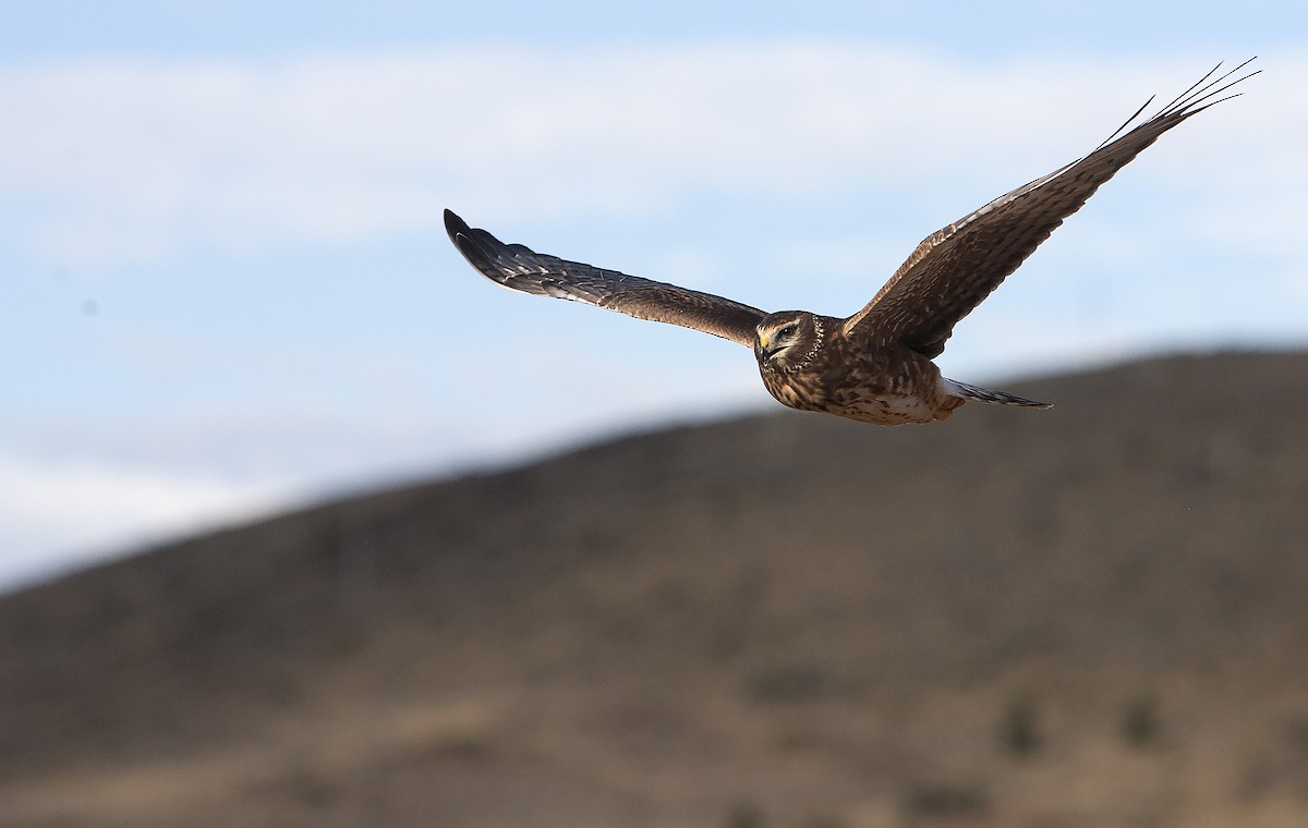 Cinereous Harrier - ML70999031