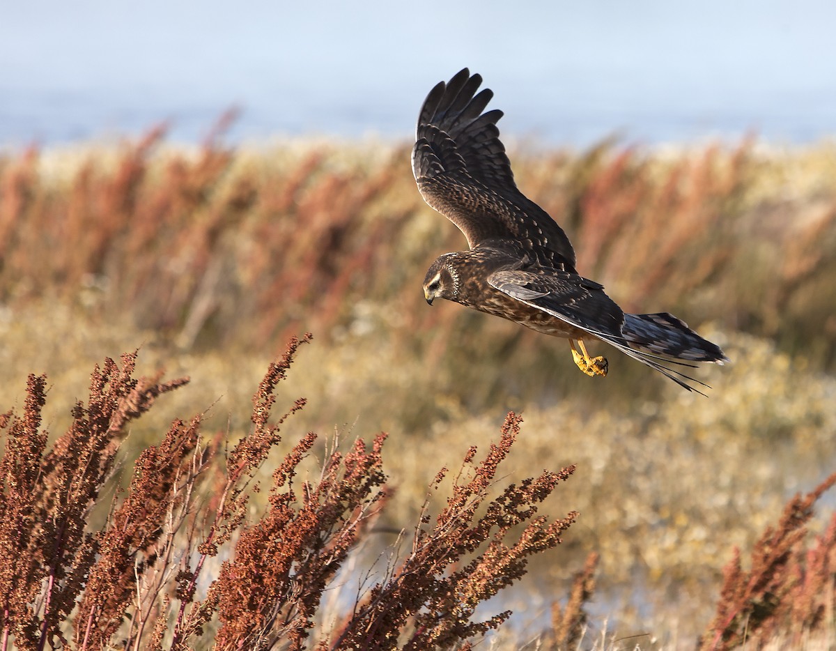 Cinereous Harrier - ML70999091