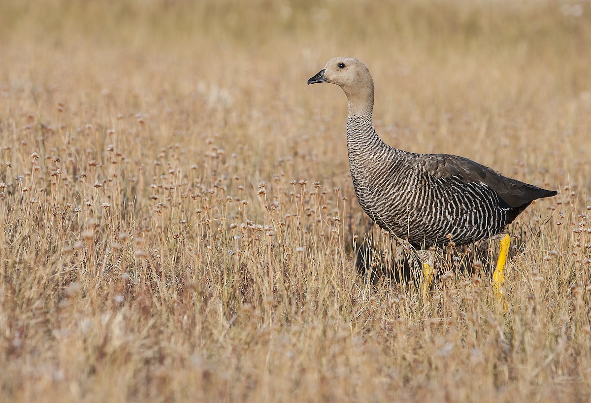 Upland Goose - ML70999131