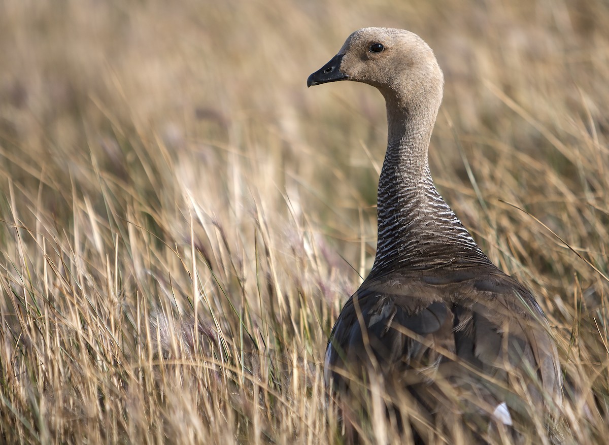 Upland Goose - ML70999161