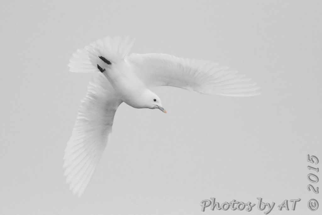 Белая чайка - ML70999741