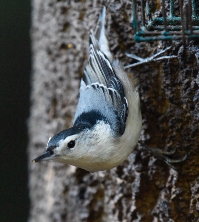 White-breasted Nuthatch - ML70999821