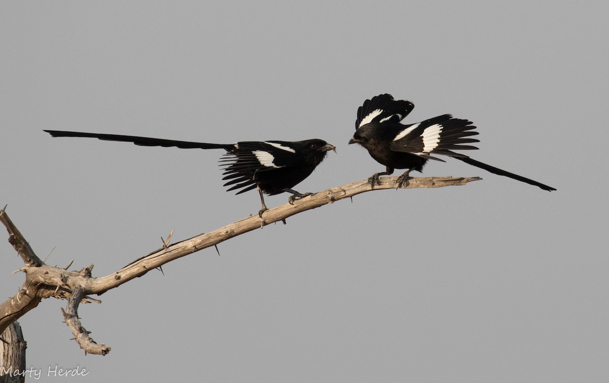 Magpie Shrike - ML71000291