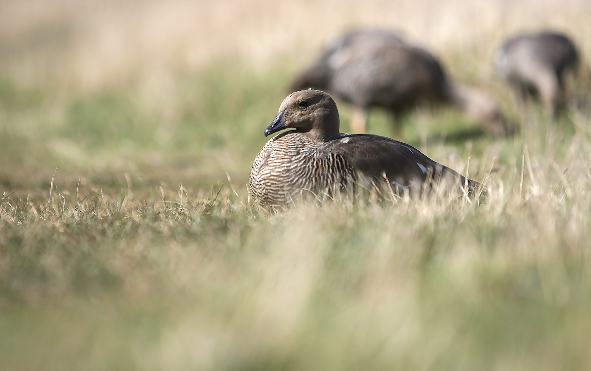 Upland Goose - ML71000441