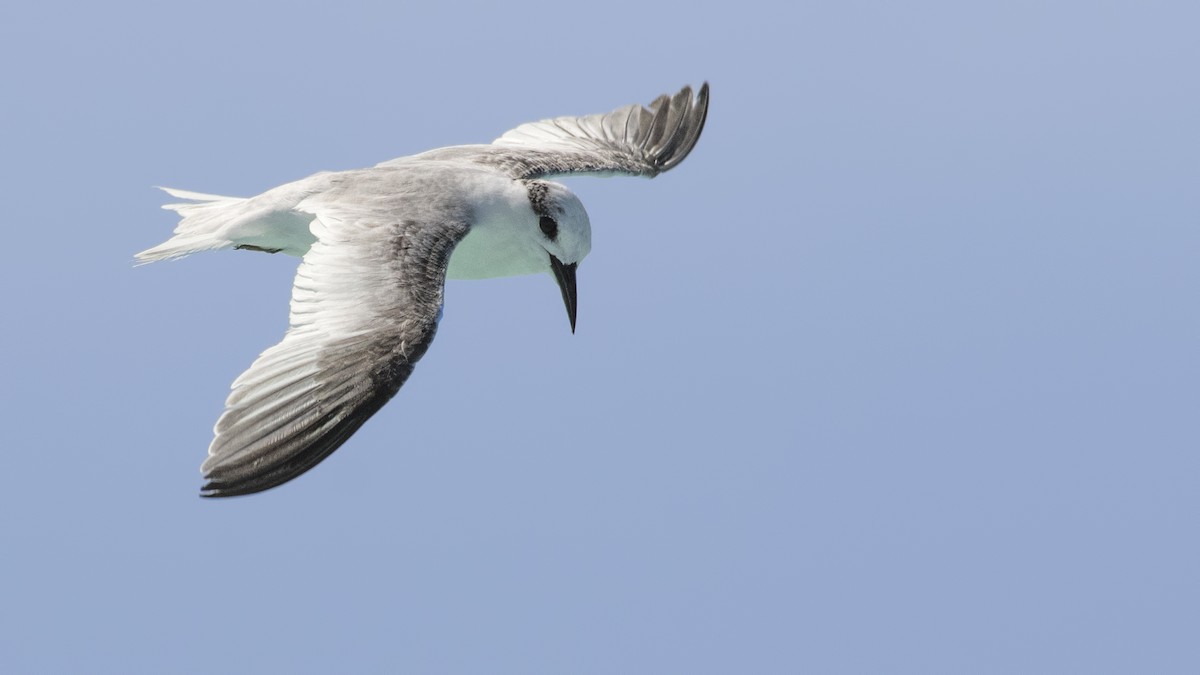 Least Tern - ML71000811