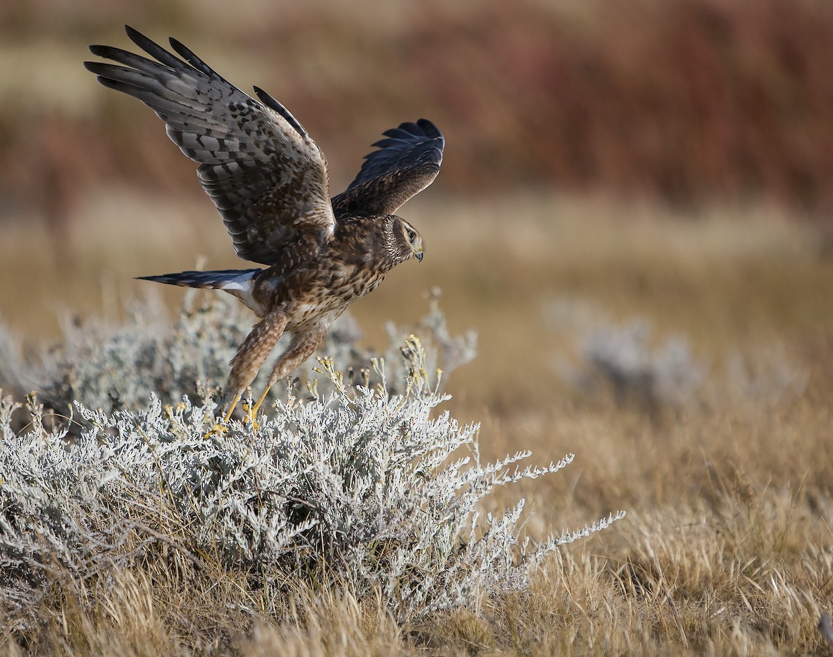 Cinereous Harrier - ML71001161