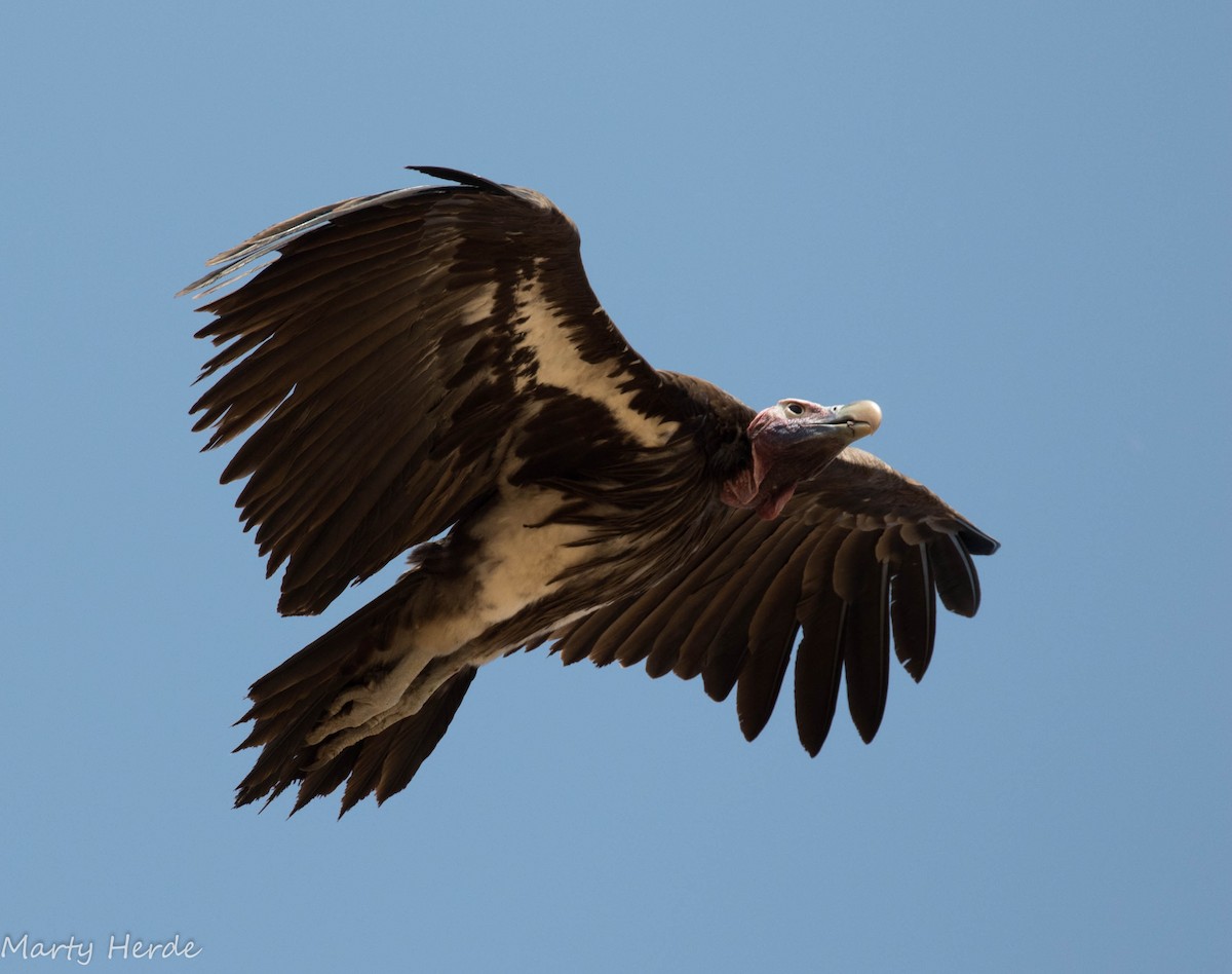 Lappet-faced Vulture - ML71002821