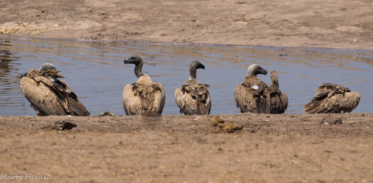 White-backed Vulture - ML71002871