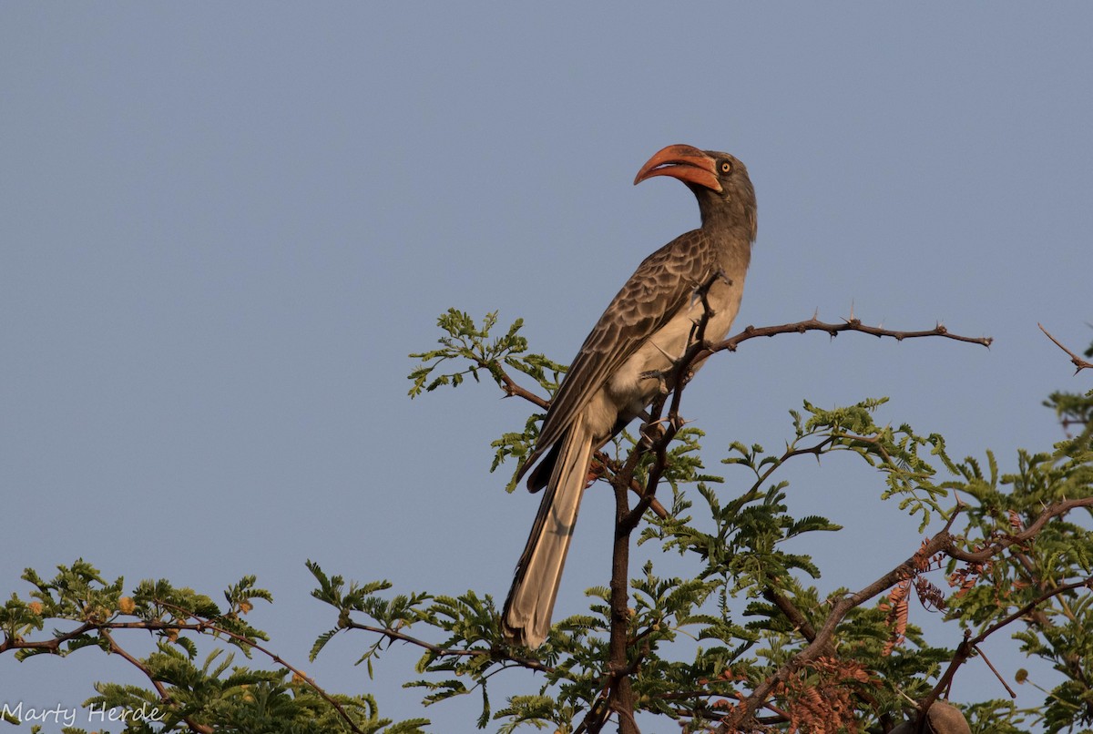 Bradfield's Hornbill - Marty Herde