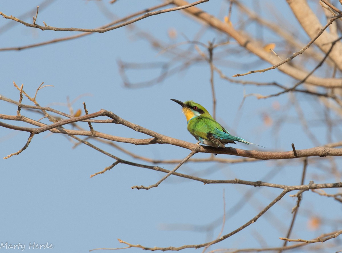 Swallow-tailed Bee-eater - ML71003121