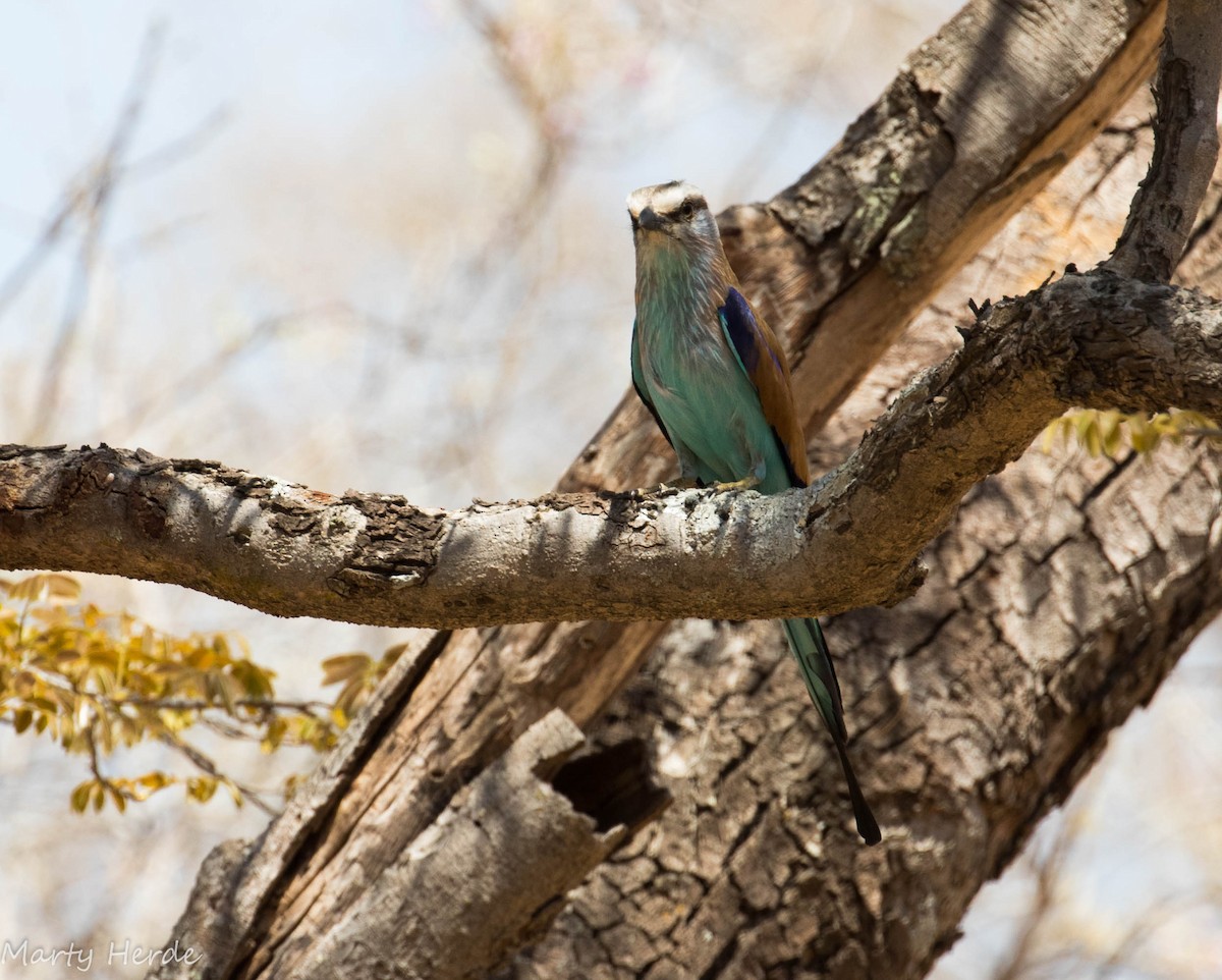 Racket-tailed Roller - ML71003361