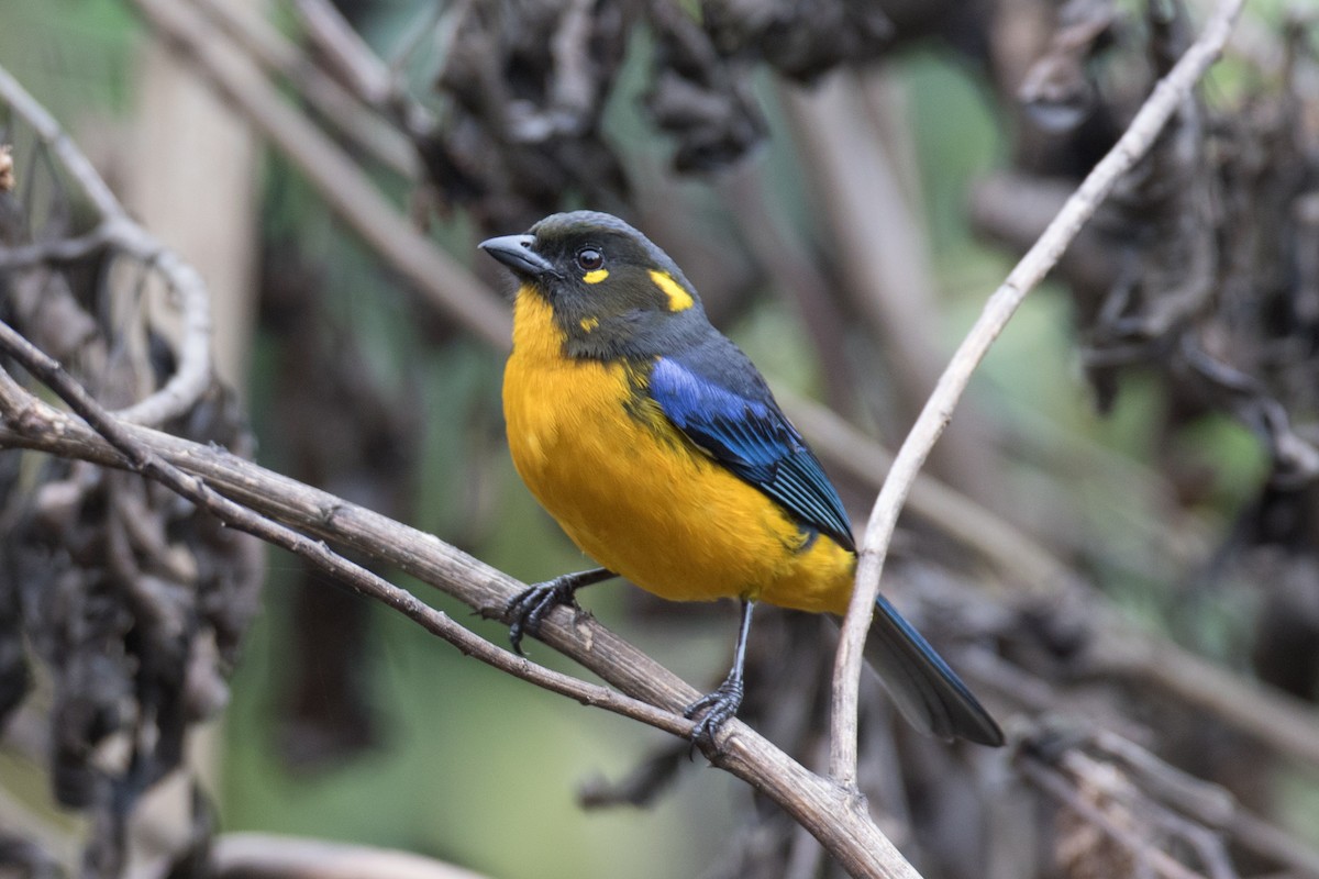 Lacrimose Mountain Tanager - Robert Lewis