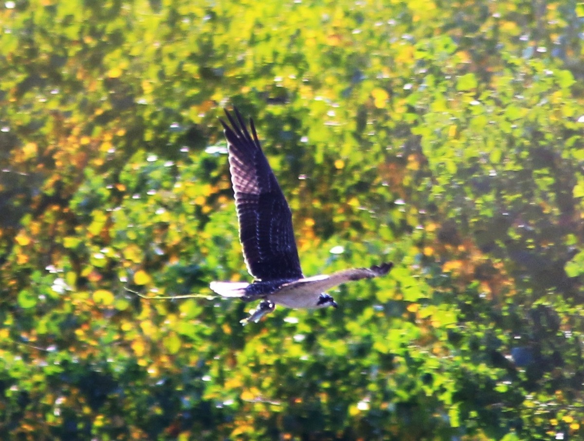 Osprey - ML71006011