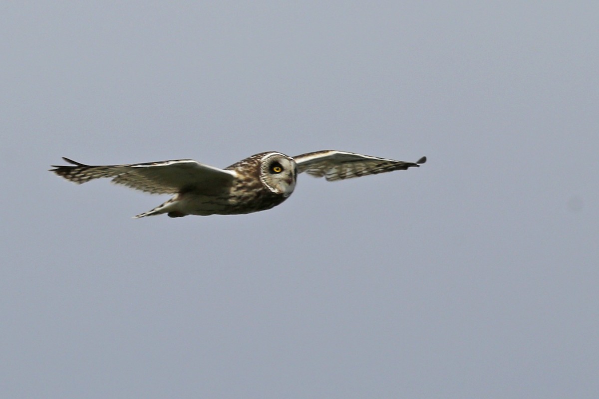 Short-eared Owl - Laura Keene