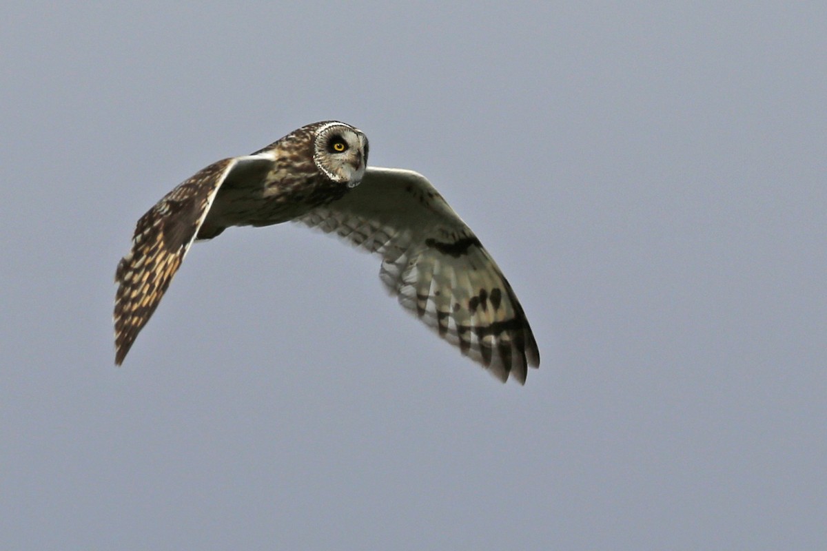 Short-eared Owl - ML71006791