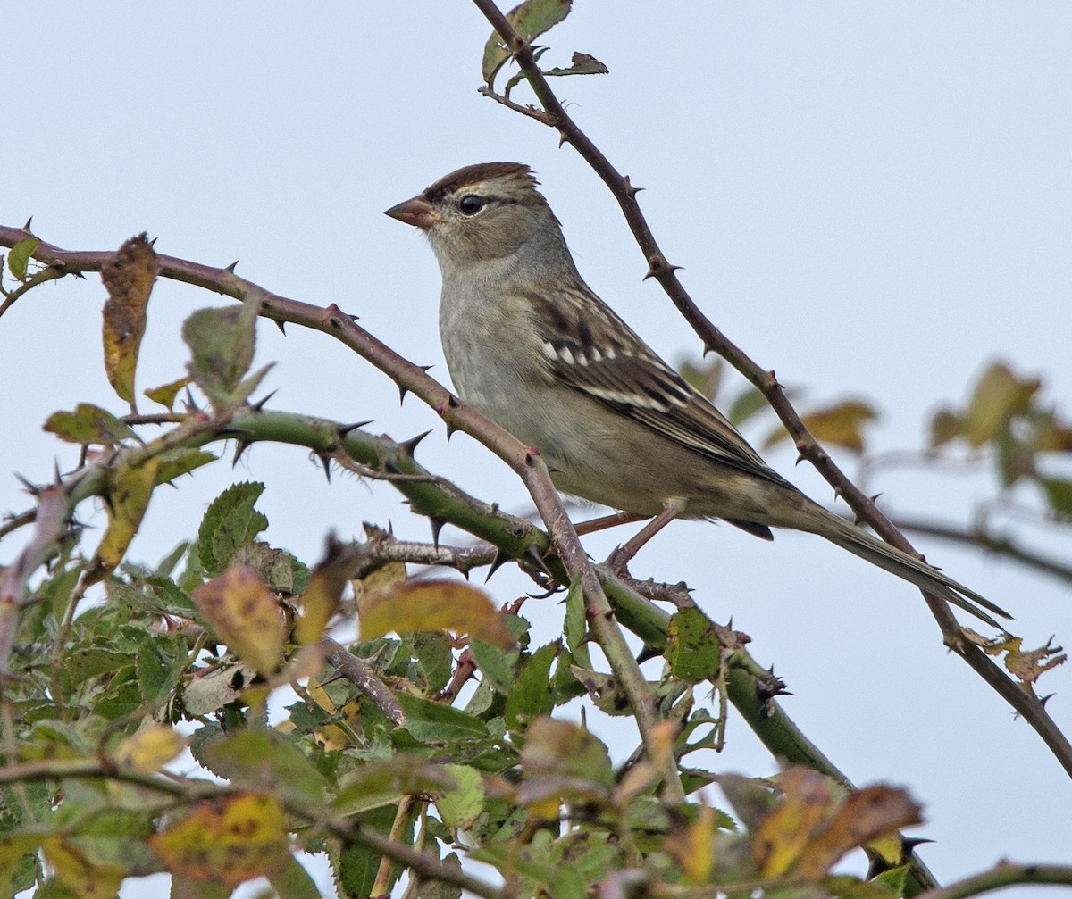 Bruant à couronne blanche - ML71006831