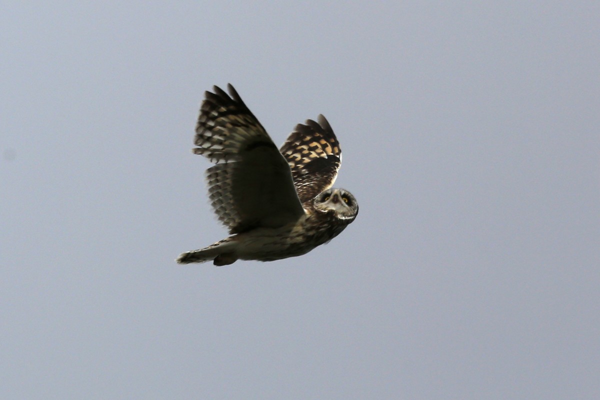 Short-eared Owl - ML71006861