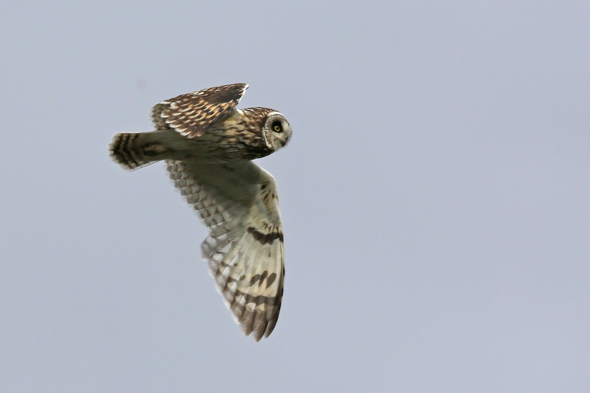 Short-eared Owl - Laura Keene