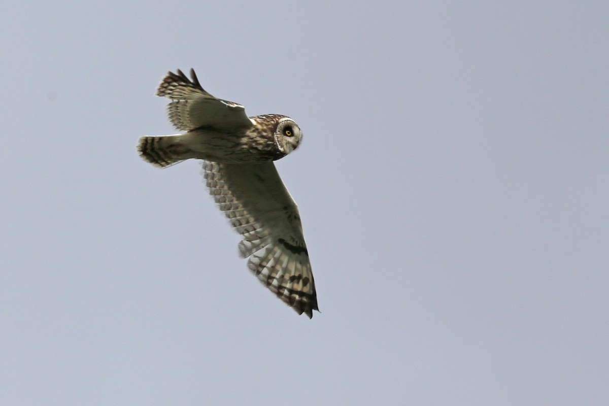 Short-eared Owl - Laura Keene