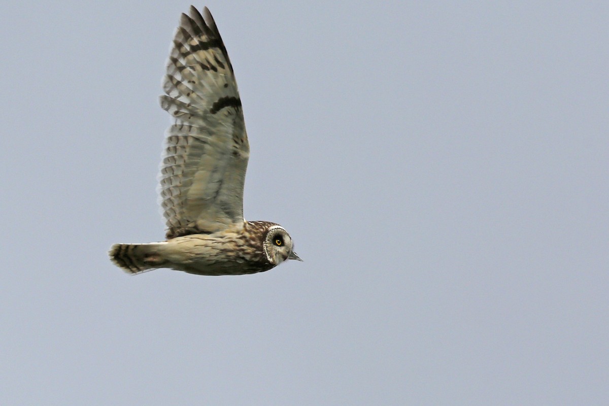 Short-eared Owl - ML71007031