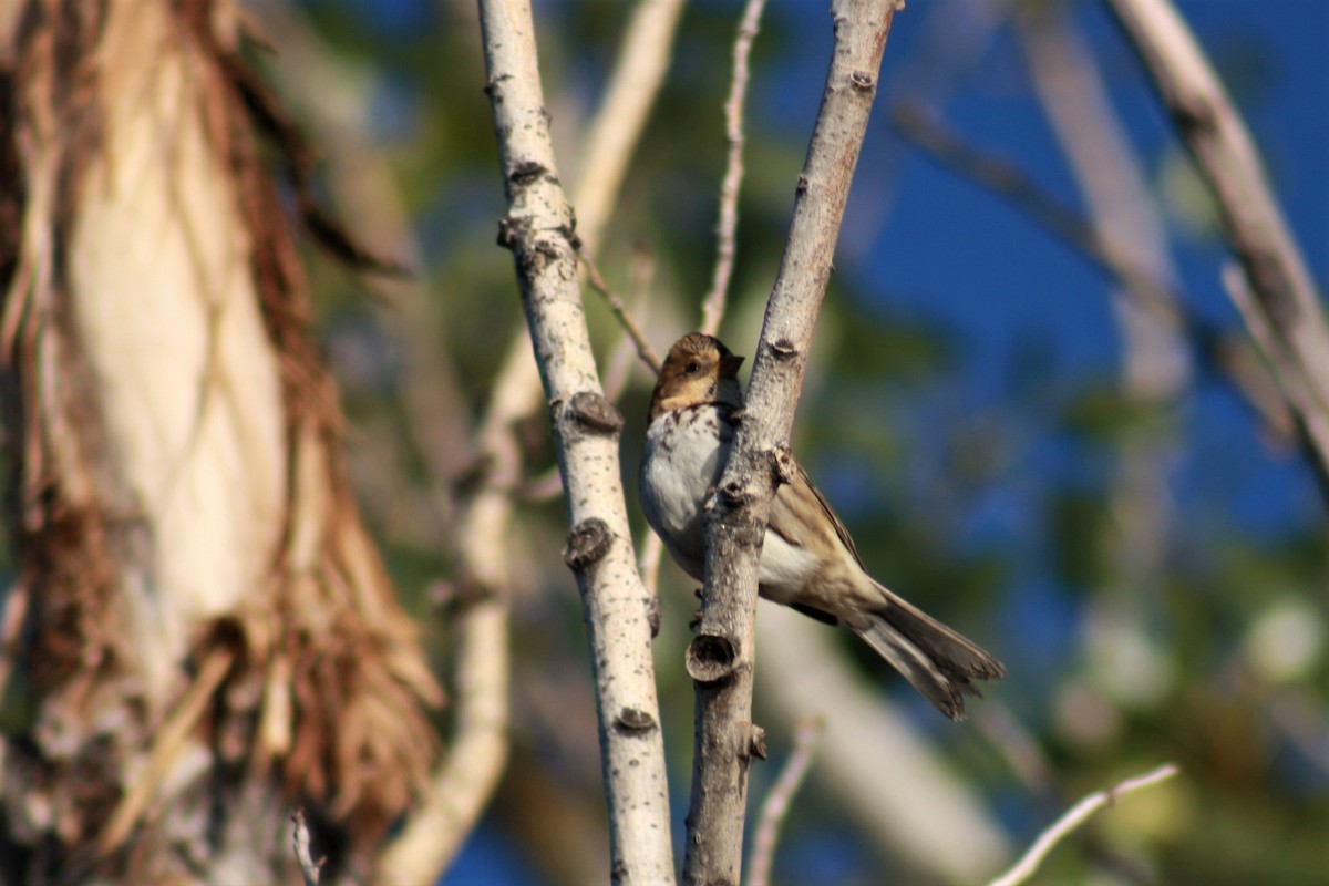Harris's Sparrow - ML71007451