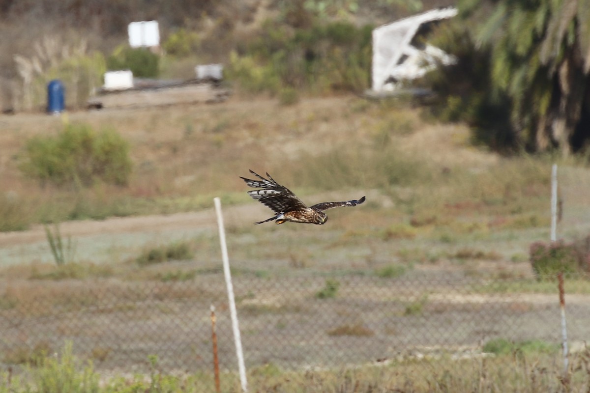 Northern Harrier - Alison Hiers