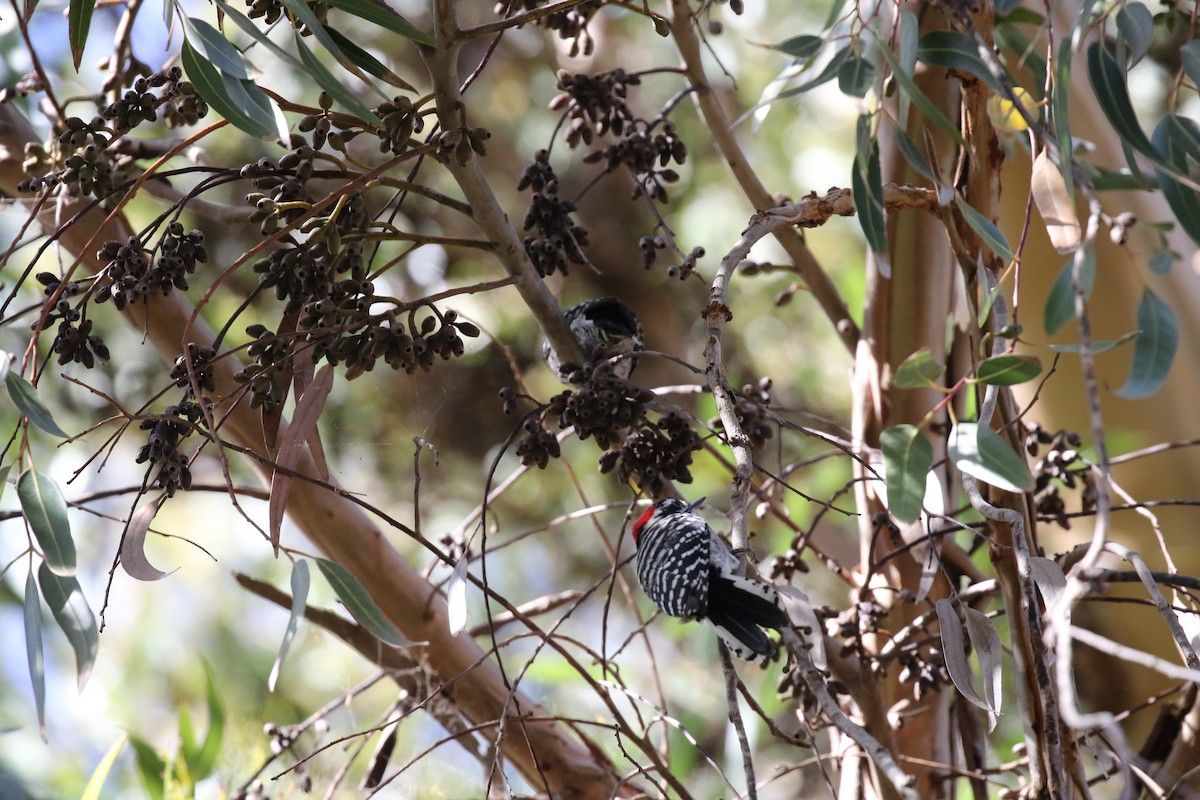 Nuttall's Woodpecker - ML71009241