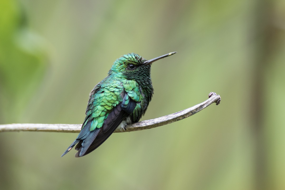 Red-billed Emerald - ML71010211