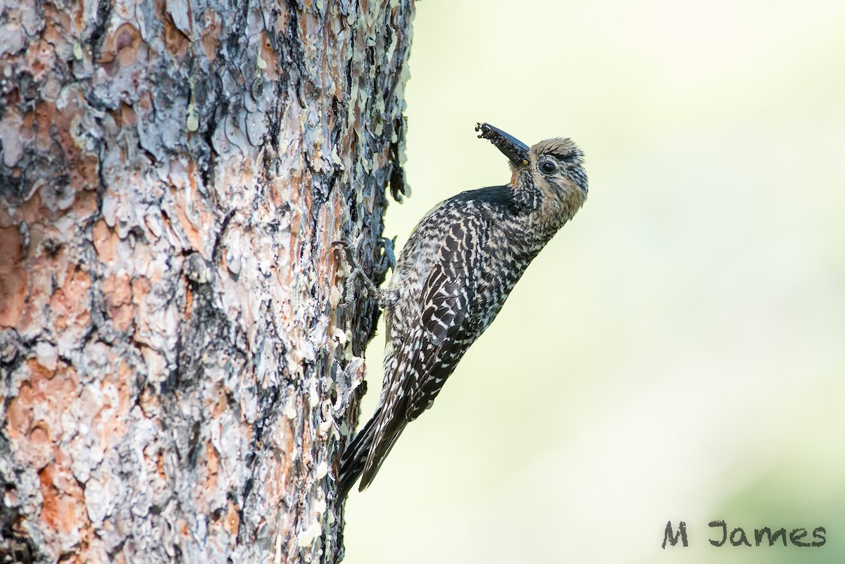 Williamson's Sapsucker - Melissa James