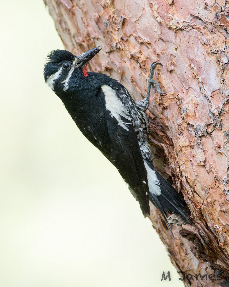 Williamson's Sapsucker - ML71010851