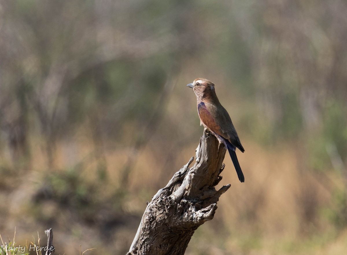 Rufous-crowned Roller - ML71010871