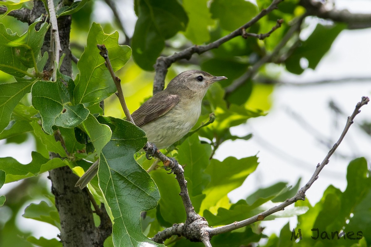Warbling Vireo (Western) - ML71011061