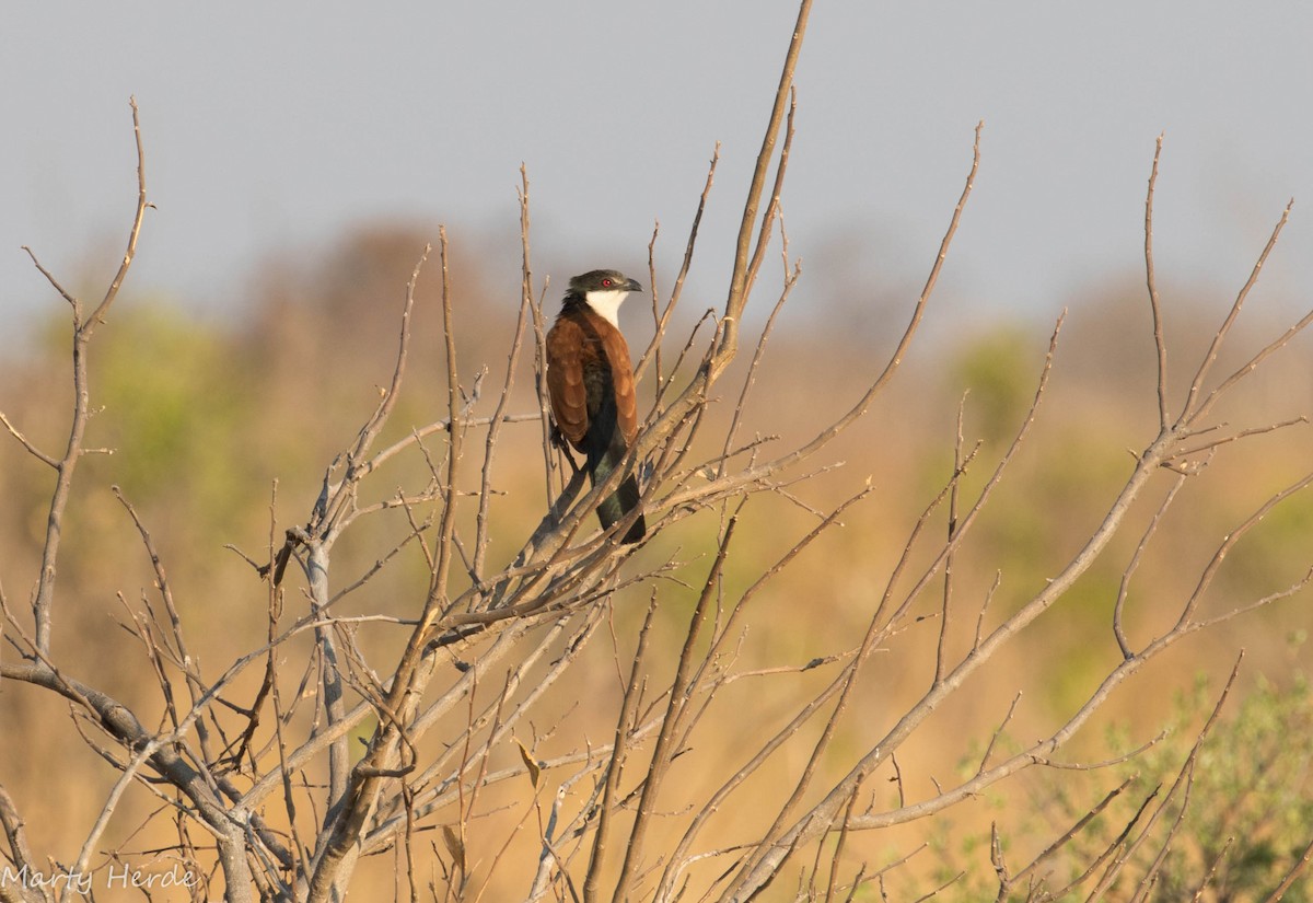 Senegal Coucal - ML71011071