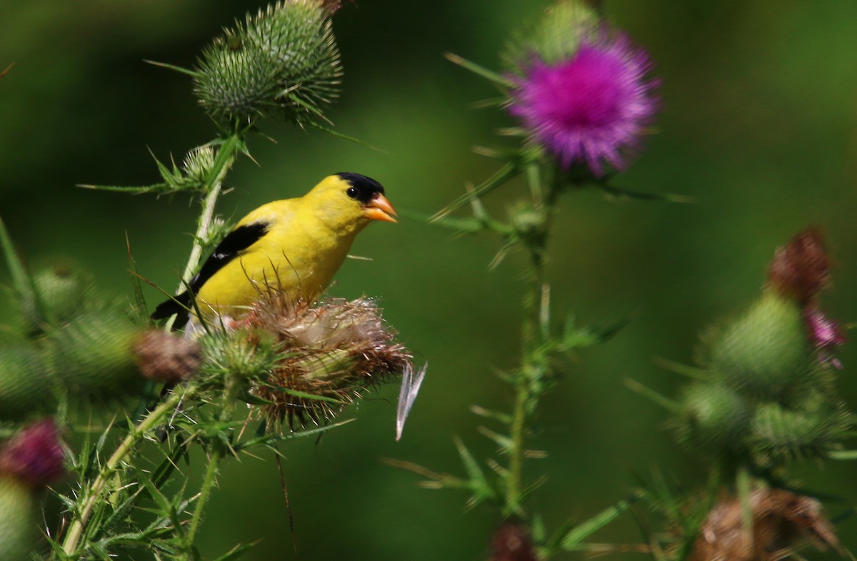 American Goldfinch - ML71011251