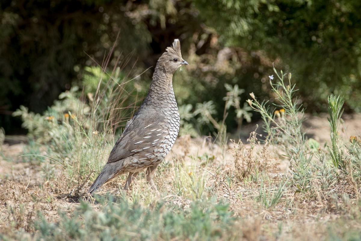 Scaled Quail - ML71011281