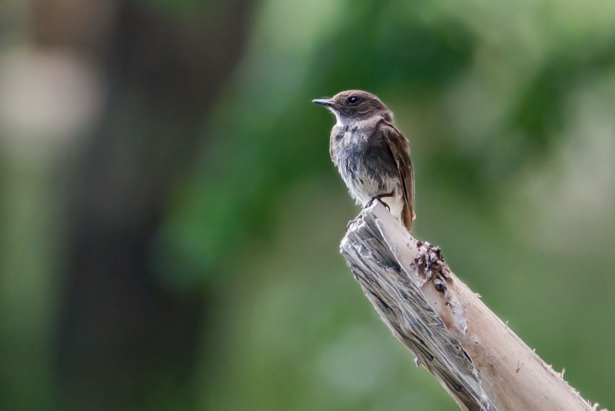 Black Phoebe - ML71011301