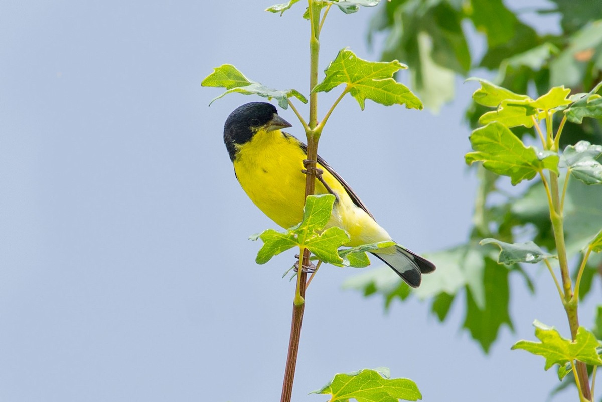 Lesser Goldfinch - ML71011321