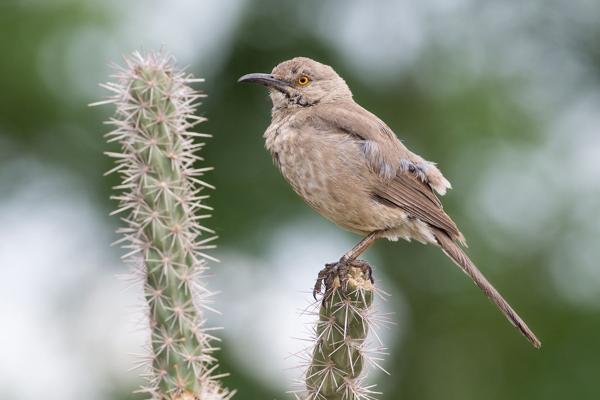 Curve-billed Thrasher - ML71011351