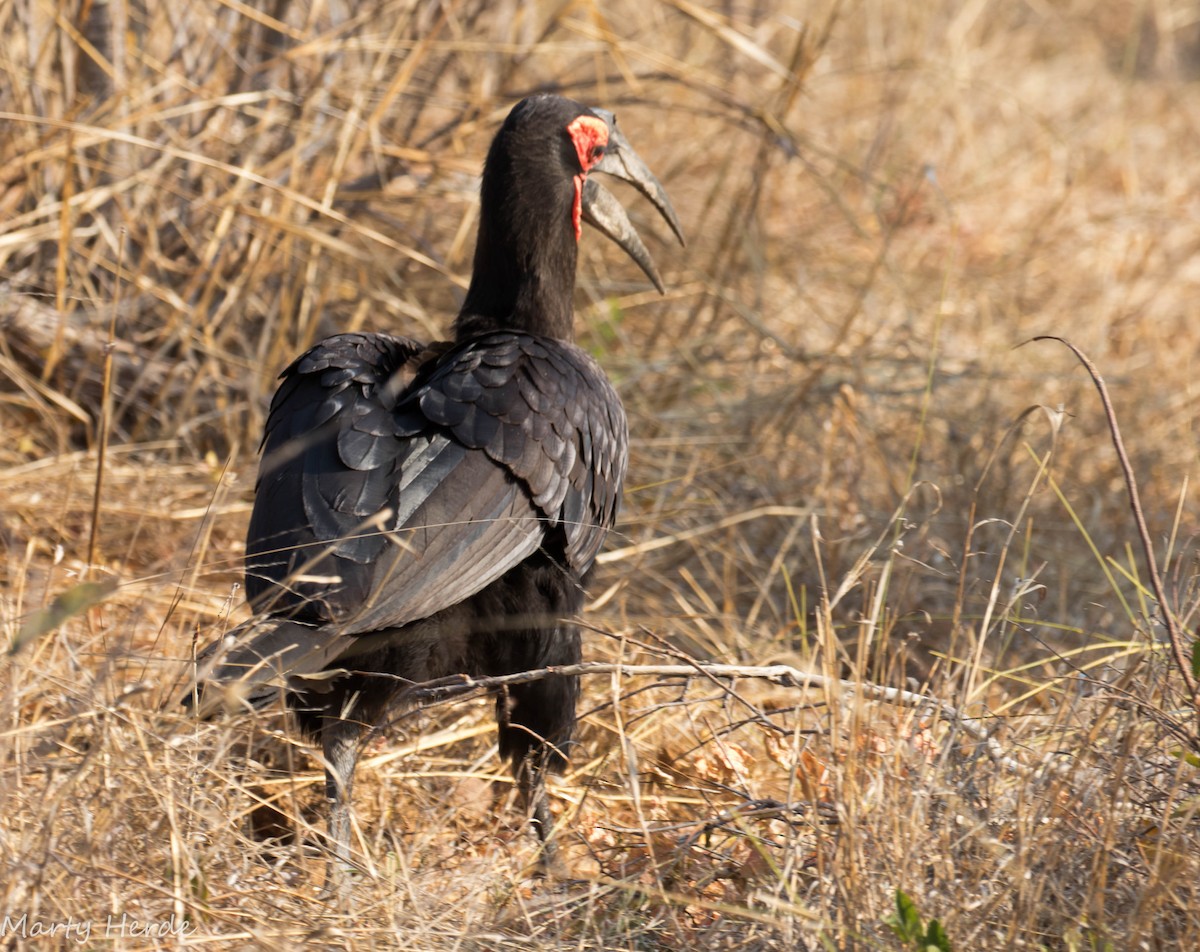 Southern Ground-Hornbill - Marty Herde