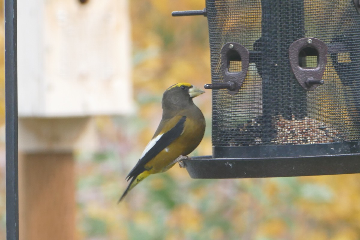 Evening Grosbeak - gwenn vikse