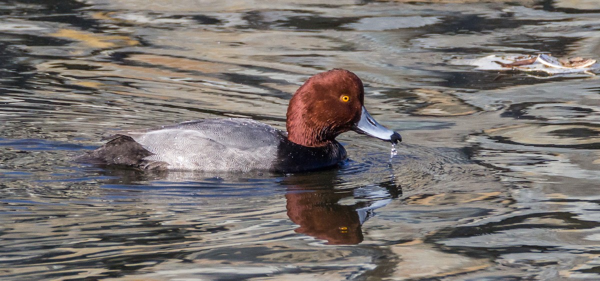 Redhead - ML71014981