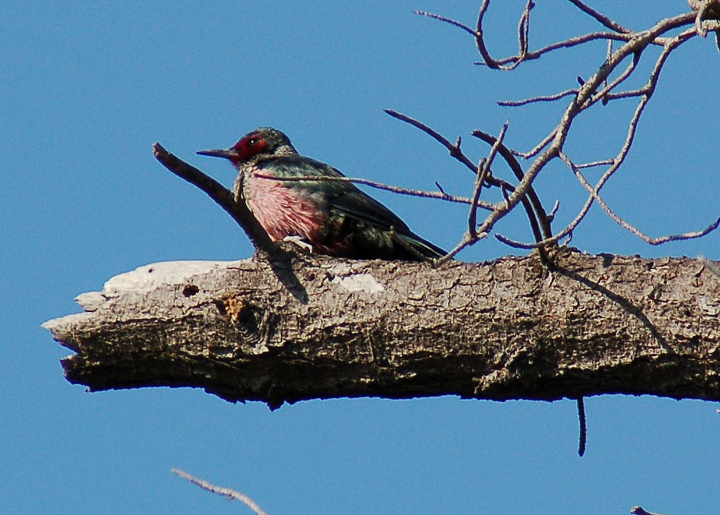 Lewis's Woodpecker - ML71015461