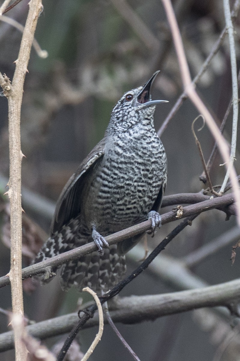 Speckle-breasted Wren - Robert Lewis