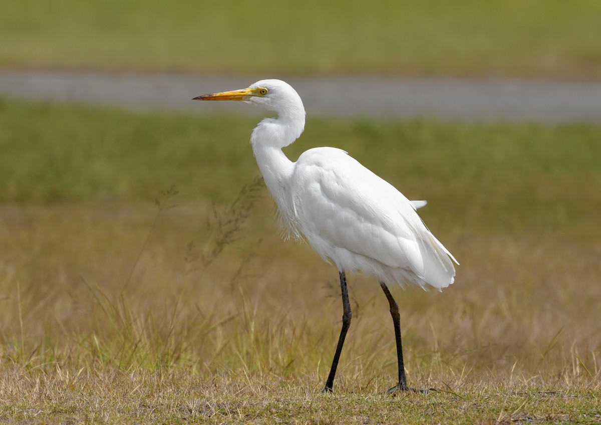 Plumed Egret - Anonymous