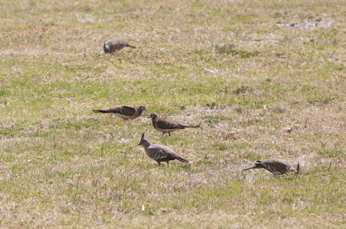 Bar-shouldered Dove - ML71016671