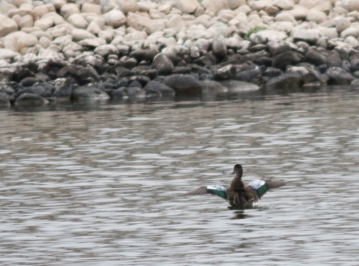 Blue-winged Teal - Xabier Remirez