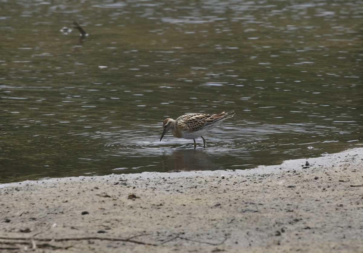 Sharp-tailed Sandpiper - ML71016921