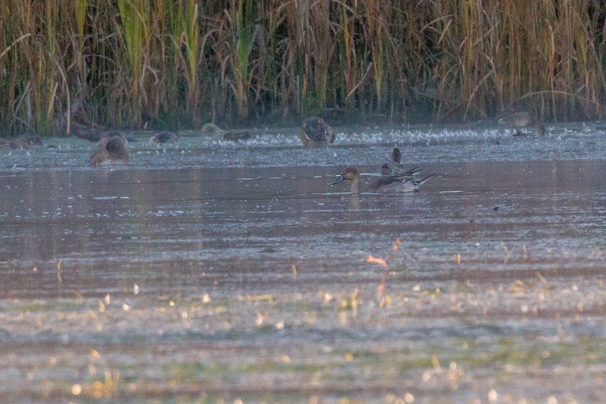 Northern Pintail - Bruce Gates