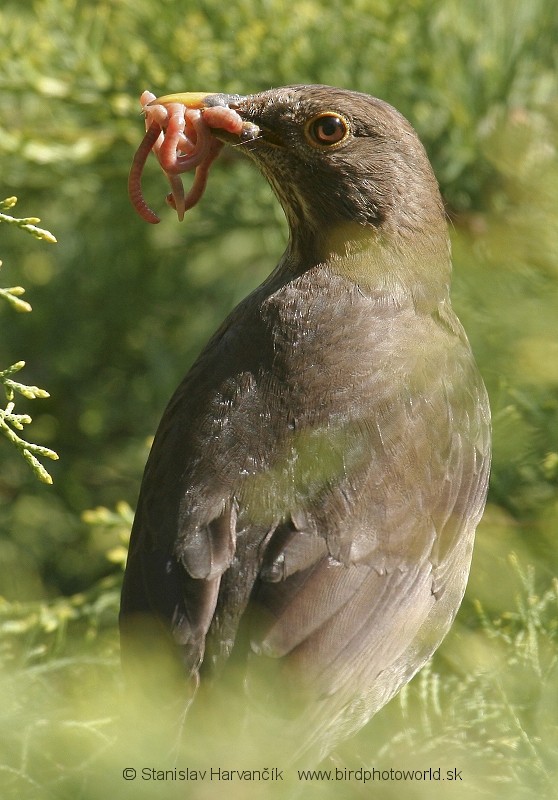 Eurasian Blackbird - ML710180